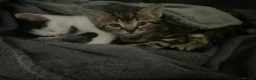 Mixed Breed cats for sale: Kittens  in Cardiff - Advert 8