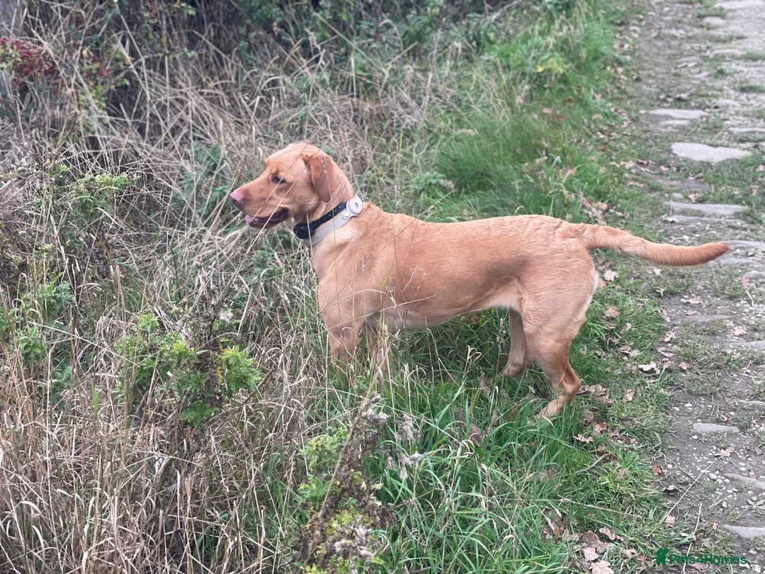 Labrador Retriever dogs for sale: 3 Labrador Puppies for sale - Advert 12