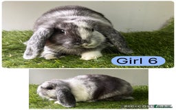 Mini Lop rabbits for sale: Stunning mini lop babies  - Image 8