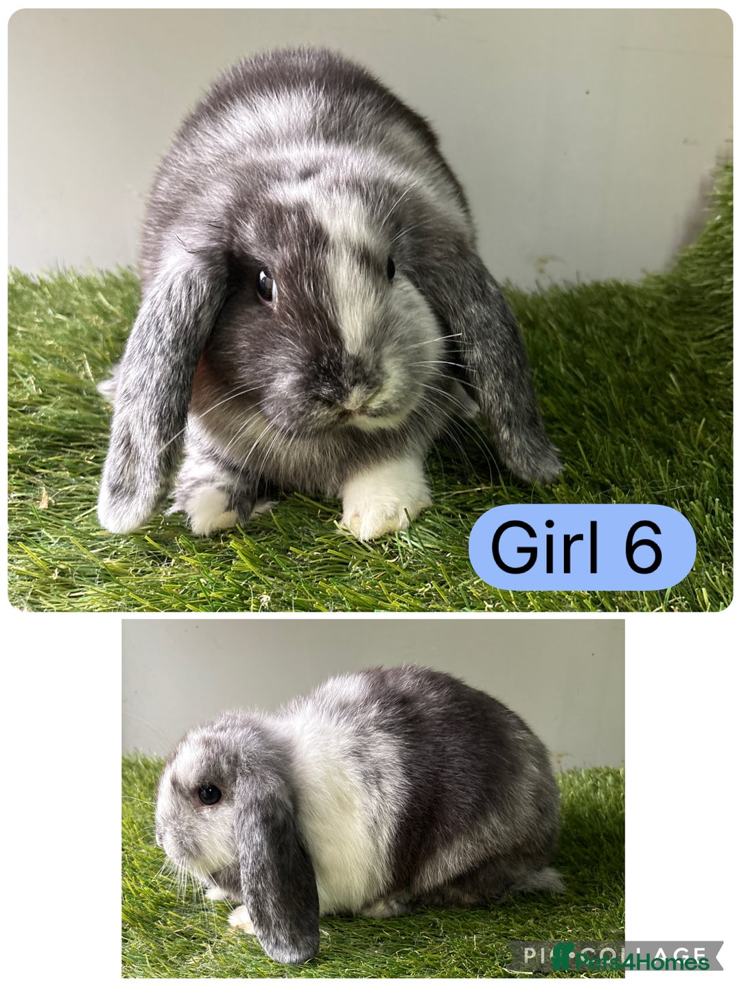 Mini Lop rabbits for sale: Stunning mini lop babies  - Image 8