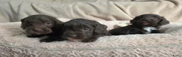 Cockapoo dogs for sale: F1 Chocolate Cockapoos. DNA Health Tested - Advert 15