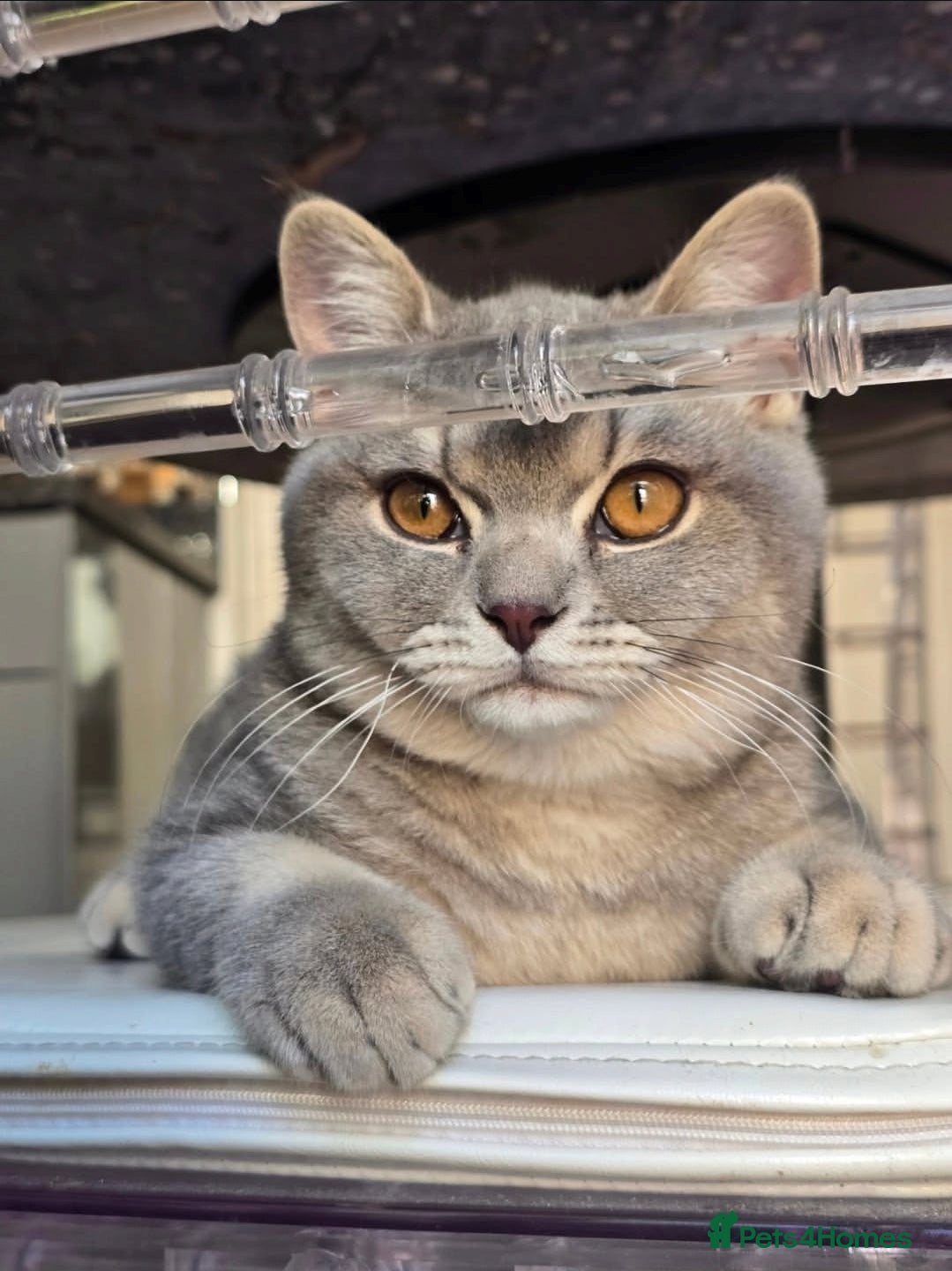 British Shorthair cats His name is Raja  - Advert 1