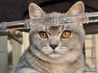 British Shorthair cats His name is Raja - Advert 1