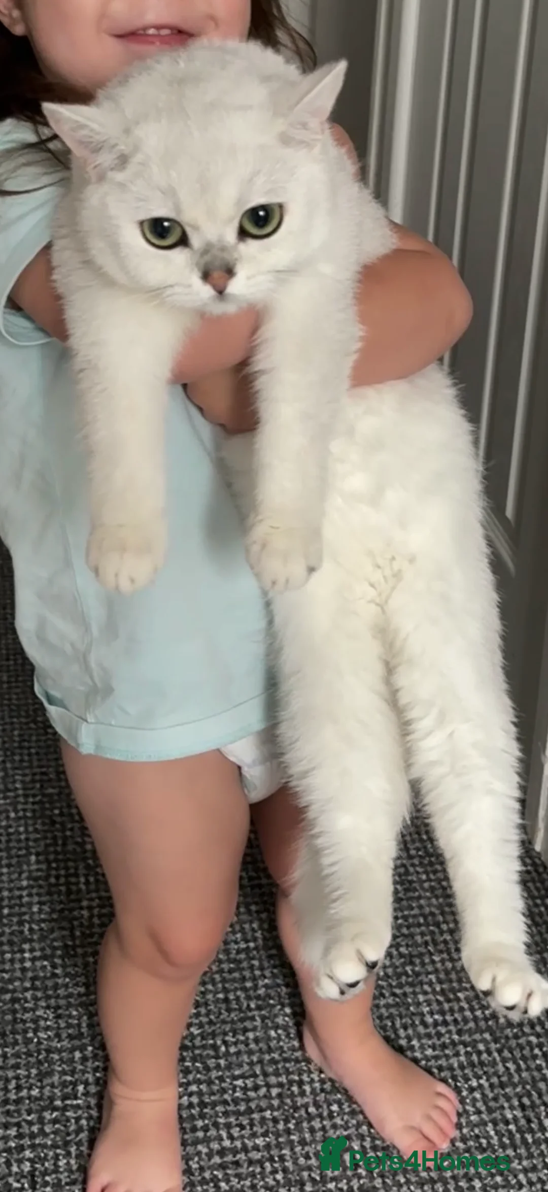 British Shorthair cats for stud: GCCF Registered British Shorthair Stud - Advert 5