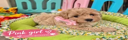 Maltipoo dogs for sale: Beautiful F1 Maltipoo Puppies  - Advert 3