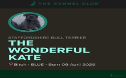 Staffordshire Bull Terrier dogs for sale: Kc Female Staffordshire Bull Terrier  - Image 2