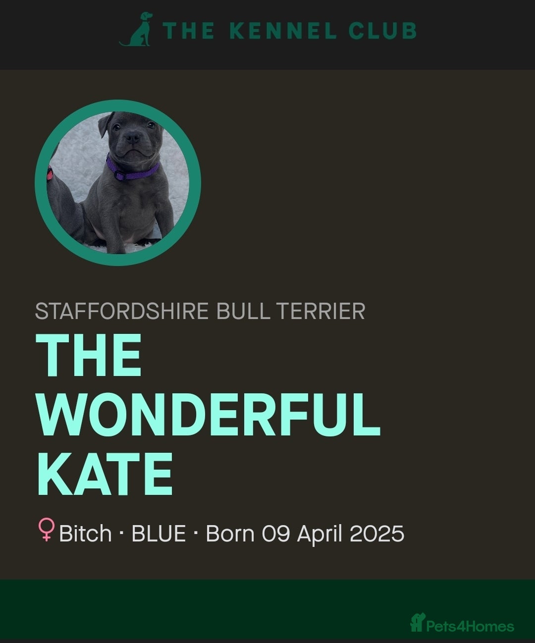 Staffordshire Bull Terrier dogs for sale: Kc Female Staffordshire Bull Terrier  - Image 2