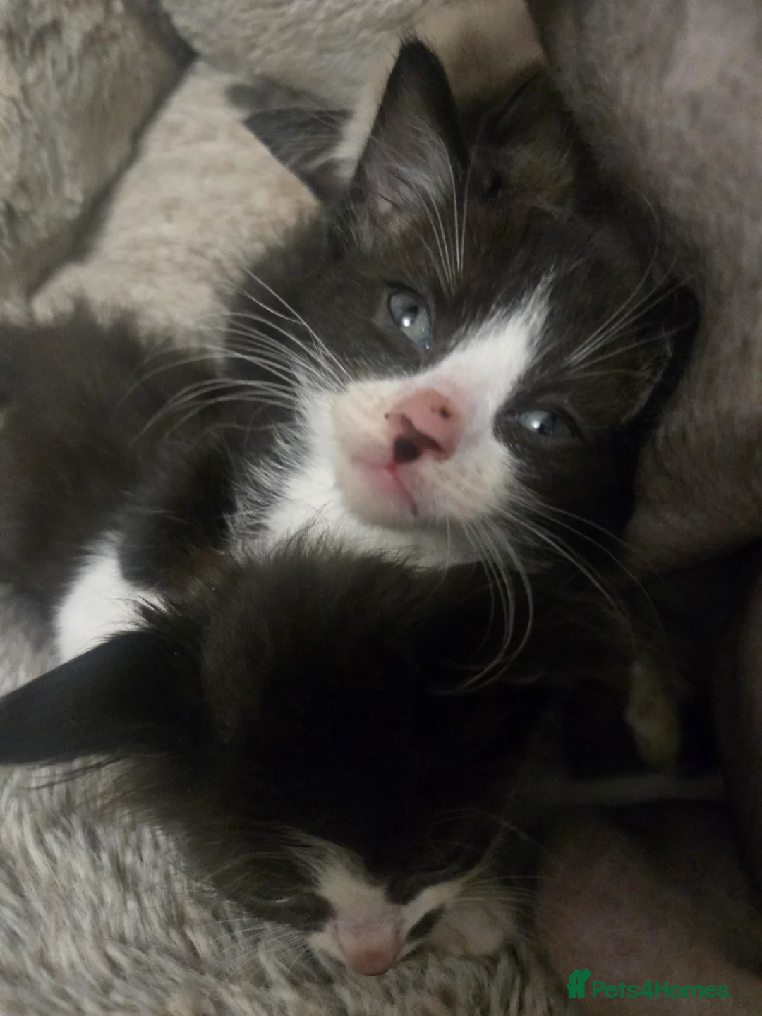 Siamese cats for sale: Beautiful siamese boys and girls  - Advert 19