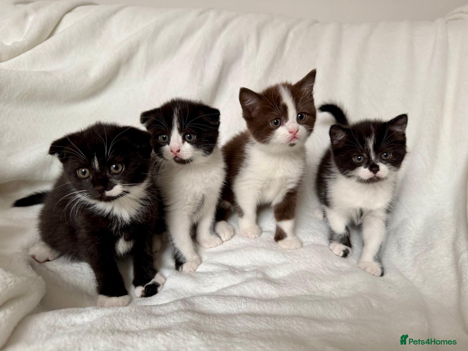 Scottish Fold cats 🤎🤍 Scottish Girls Seeking Loving Homes - Advert 1