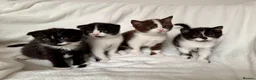 Scottish Fold cats for sale: 🤎🤍 Scottish Girls Seeking Loving Homes in London - Advert 1