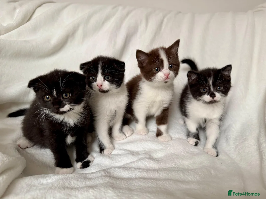 Scottish Fold cats for sale: 🤎🤍 Scottish Girls Seeking Loving Homes in London - Advert 1