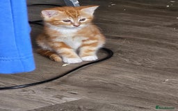 Mixed Breed cats for sale: Chinchilla Persian cross kittens  - Image 23