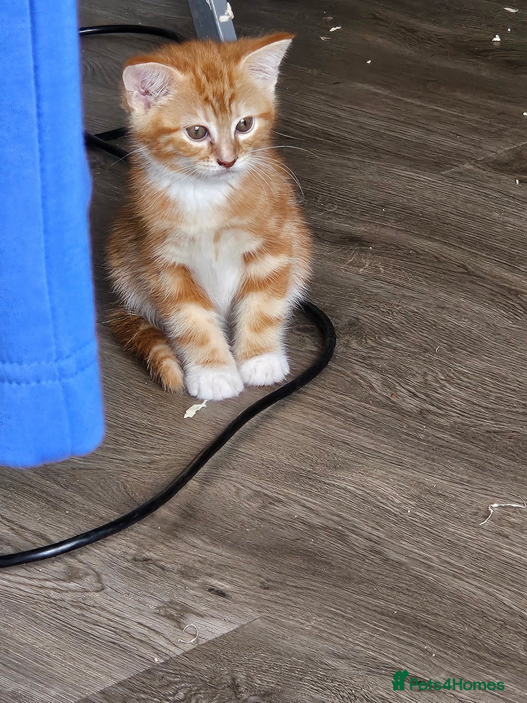 Mixed Breed cats for sale: Chinchilla Persian cross kittens  - Image 23