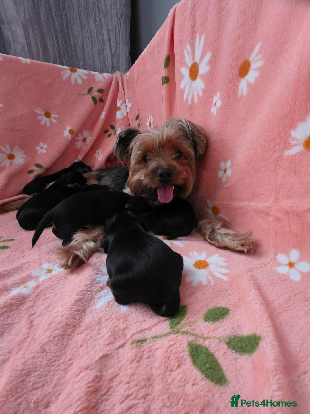 Yorkshire Terrier dogs for sale:  KC Yorkie Puppies🐶❤️ Sired by English Champion🏆 - Advert 10