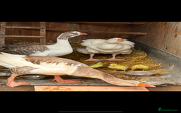 Geese poultry for sale: Mixed sex & mixed age geese/ ganders - Image 5