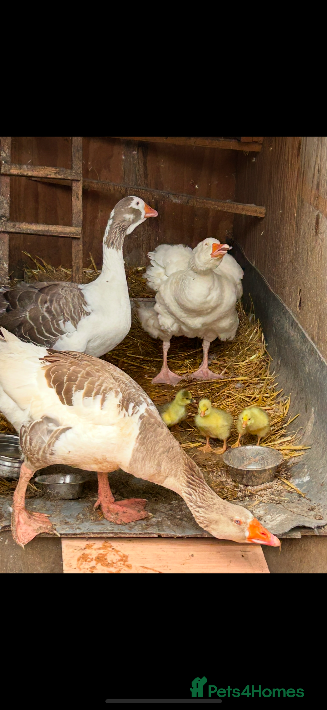 Geese poultry for sale: Mixed sex & mixed age geese/ ganders - Image 5