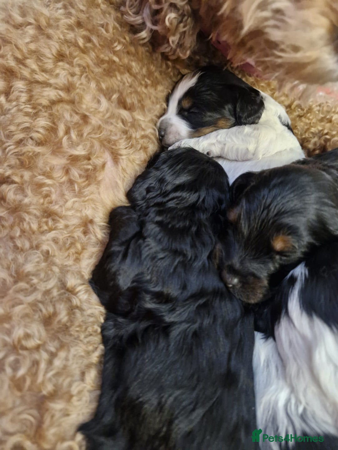 Cockapoo dogs for sale: Miniature cockapoo puppies  - Advert 3