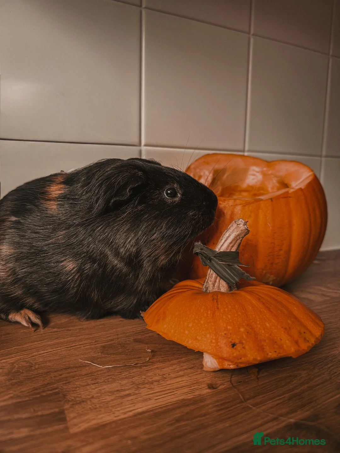 Guinea Pig rodents for sale: 2 bonded board with all supplies in ELY - Advert 12
