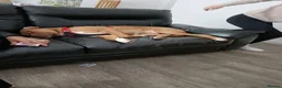 Mixed Breed dogs for sale: Scooby needs a new loving home  in Chesterfield - Advert 8