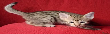 Female 3