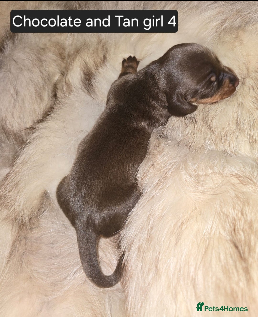 Miniature Dachshund dogs for sale: 👑🐾KC Champion Bloodline Dapples🐾👑 - Advert 11