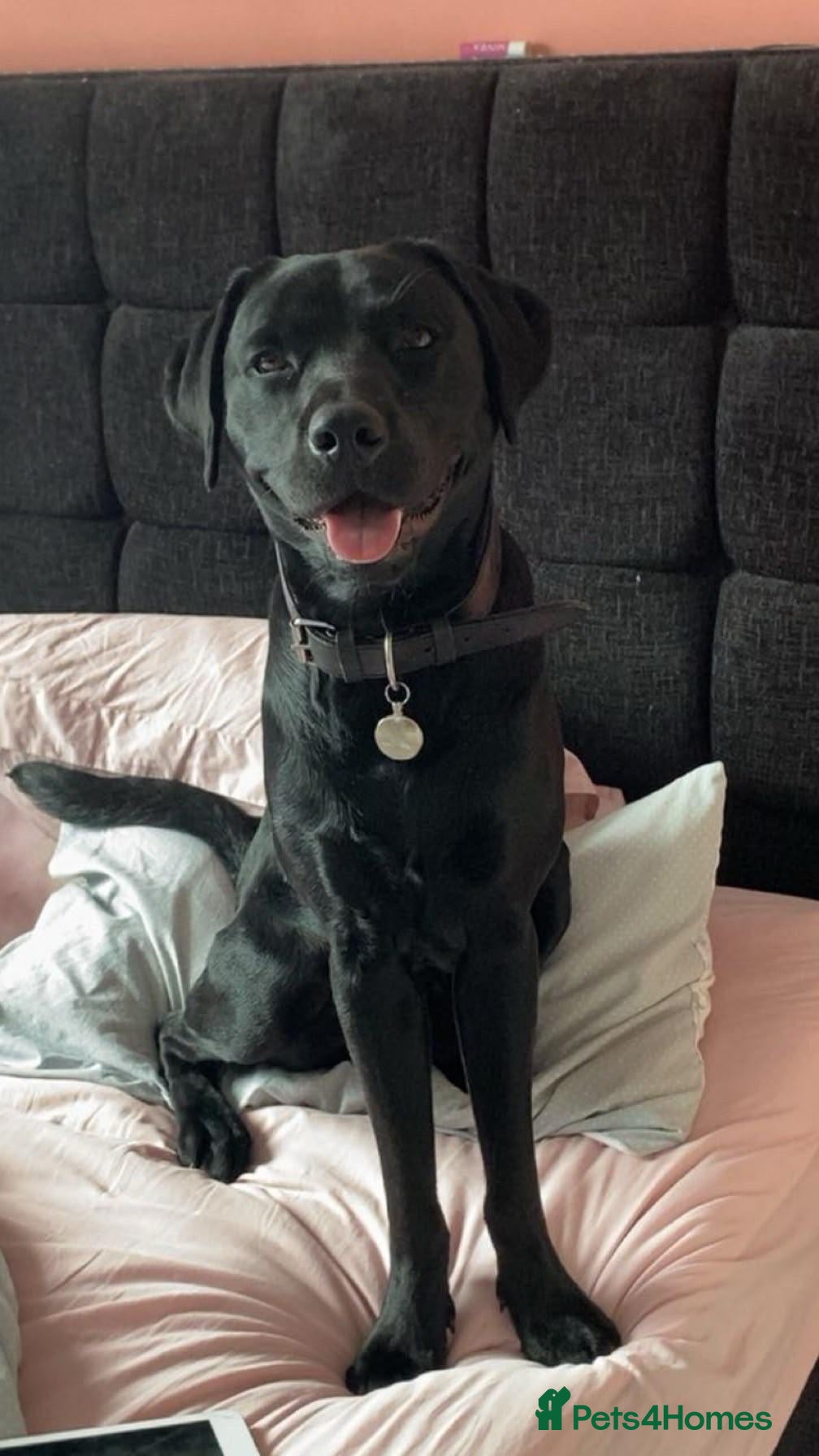 Labrador Retriever dogs for sale: Adorable Black Lab - Advert 2