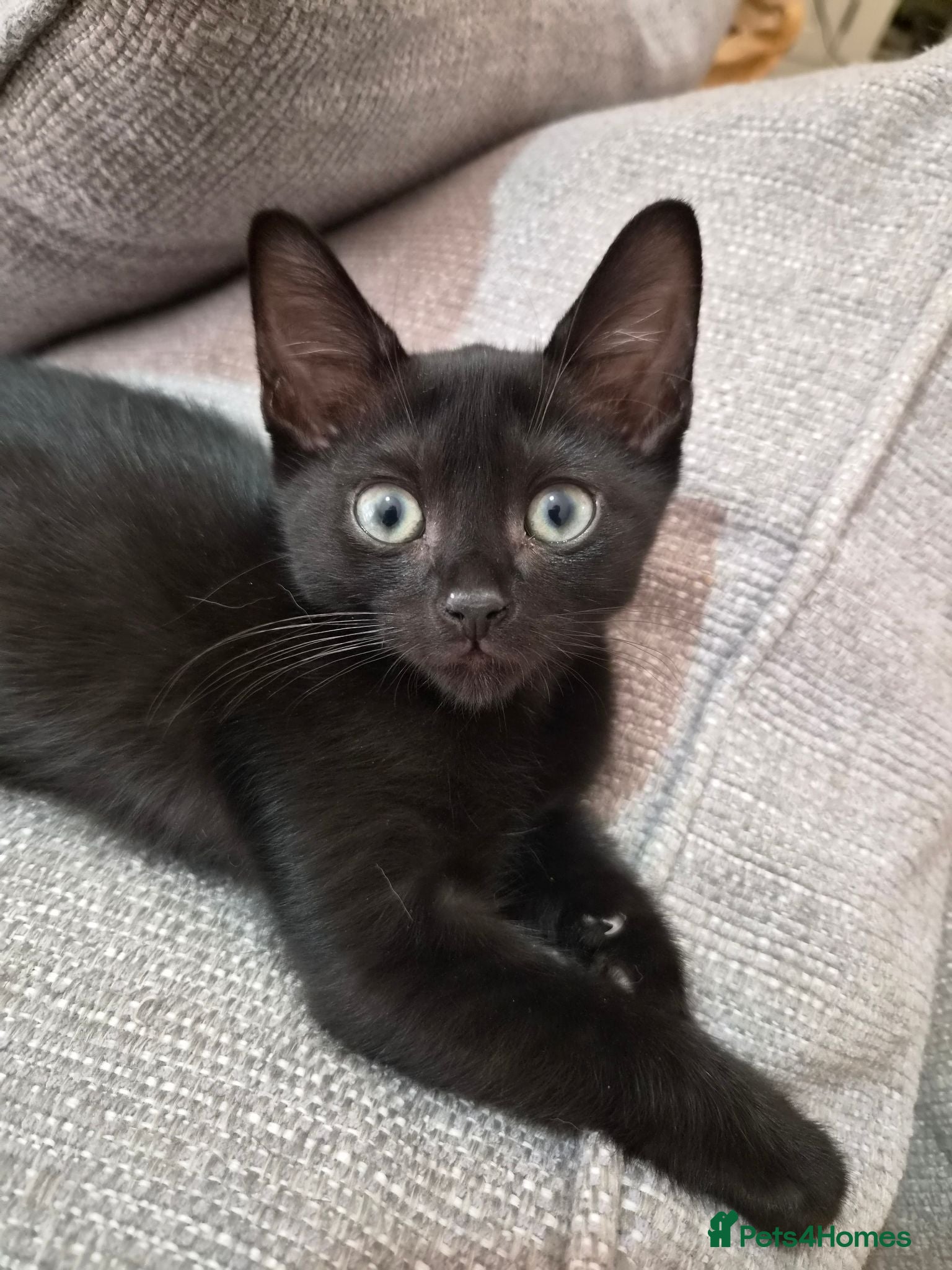 Burmese cats Burmese x Russian Blue - Advert 13