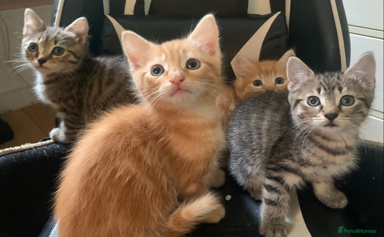 Mixed Breed cats - Advert 5