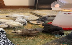 Chickens poultry for sale: GORGEOUS HAND REARED MIXED SEX SILKIE CHICKS 🐥 - Image 8