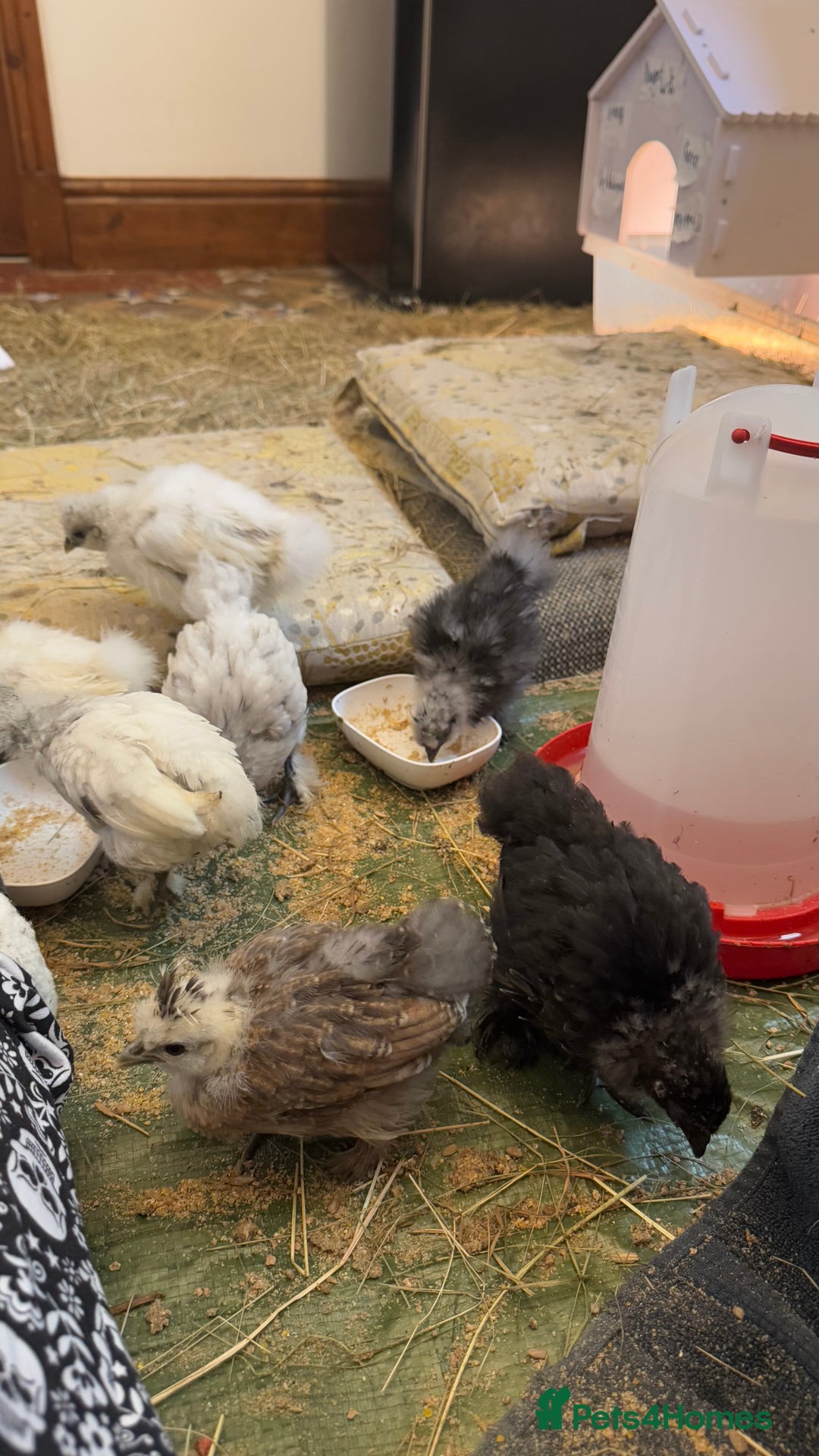 Chickens poultry for sale: GORGEOUS HAND REARED MIXED SEX SILKIE CHICKS 🐥 - Image 8