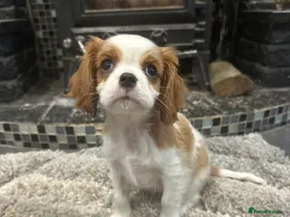 Cavalier King Charles Spaniel dogs ** DNA CLEAR 🧬 KC REGISTERED CAVALIER PUPPIES ** - Advert 2