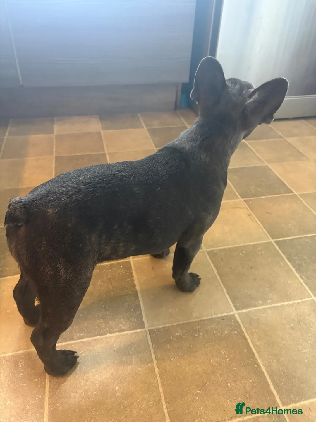 French Bulldog dogs for sale: Beautiful French bulldog girl pup  - Advert 5
