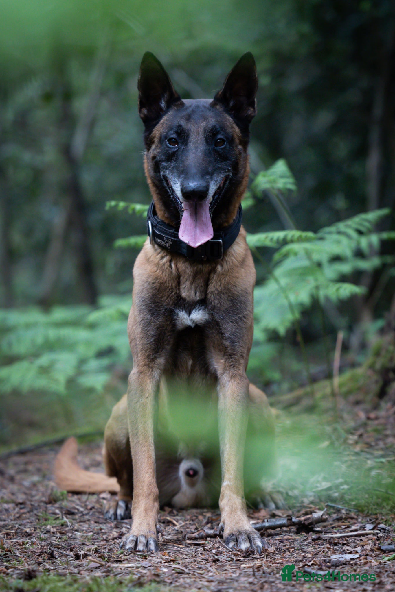 Belgian Shepherd Dog dogs Belgian Malinois available for active home  - Advert 4