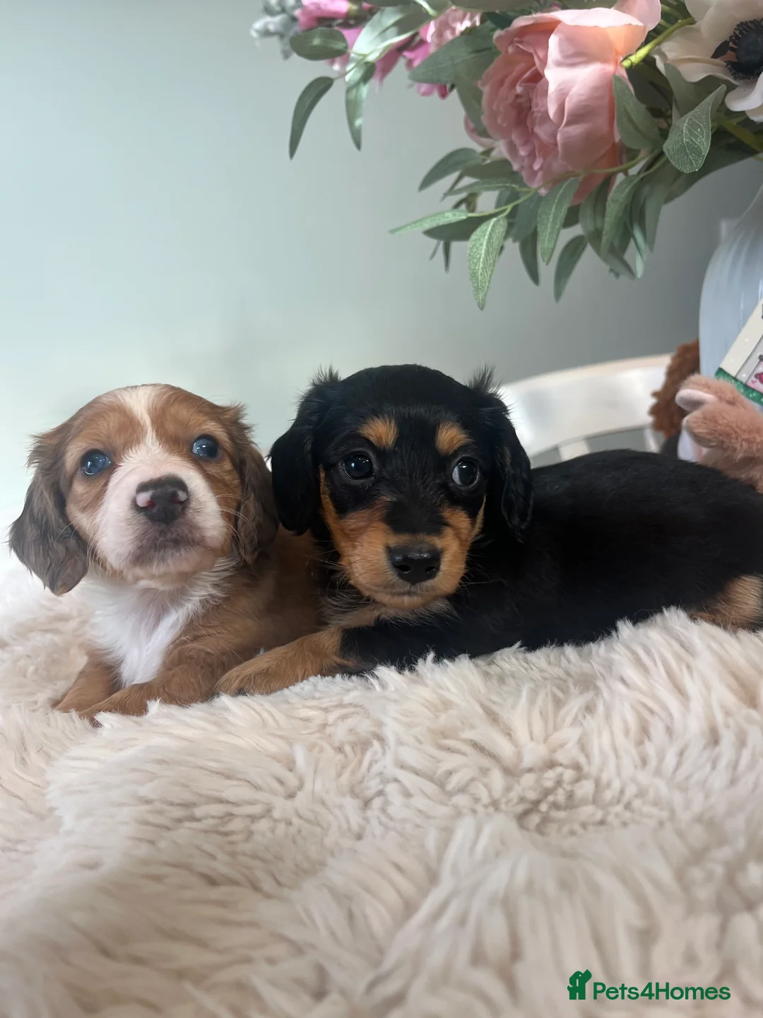 Miniature Dachshund dogs for sale: Mini long haired dachshund pups - Advert 10