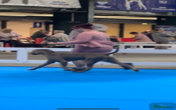 Weimaraner dogs for stud: Proven Stunning kc registered weimaraner for stud  in West Bromwich - Image 3