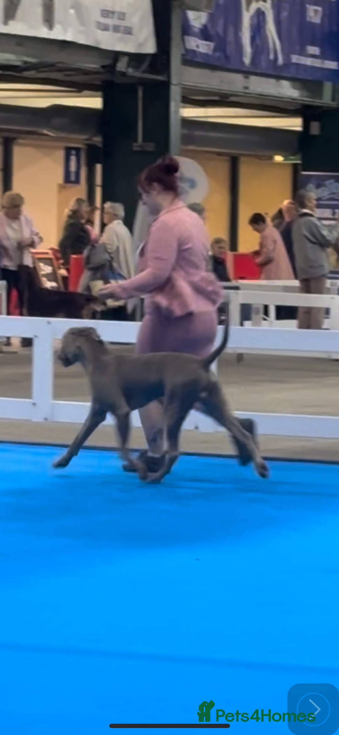 Weimaraner dogs for stud: Proven Stunning kc registered weimaraner for stud  in West Bromwich - Image 3