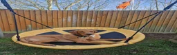 Labrador Retriever dogs for sale: 8 month old red fox lab boy ❤️ in Northampton - Advert 9