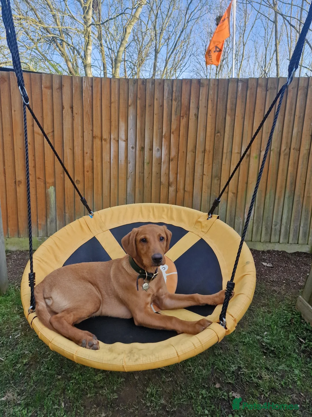 Labrador Retriever dogs for sale: 8 month old red fox lab boy ❤️ in Northampton - Advert 9
