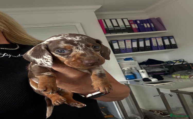 Miniature Dachshund dogs - Advert 16