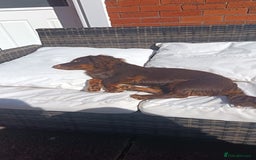 Miniature Dachshund dogs for sale: Miniature long haired dachshund - Image 3