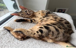 Savannah cats for sale: Savannah x Bengal - Image 6