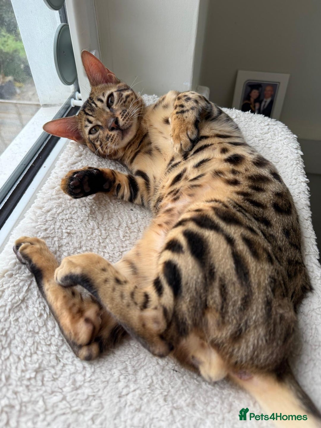 Savannah cats for sale: Savannah x Bengal - Image 6