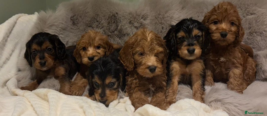 Cockapoo dogs for sale: Outstanding red and Black and Tan cockapoos in Doncaster - Image 1