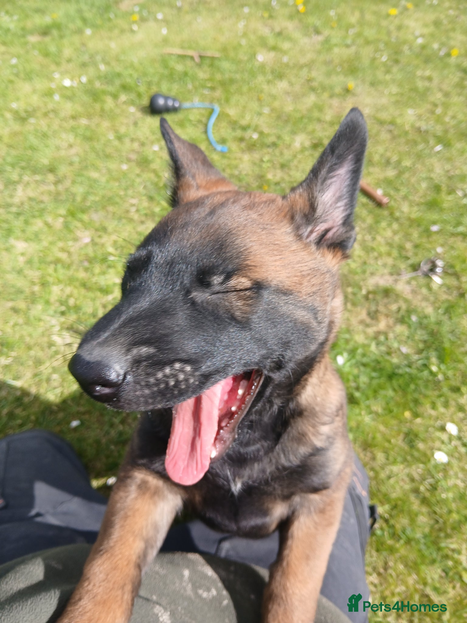 Belgian Shepherd Dog dogs for sale: Belgian Malinois knpv x ring sport fci ikc reg - Advert 1