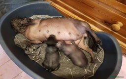 Mexican Hairless dogs for sale: Mexican hairless mini puppies for sale  - Advert 3
