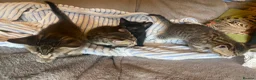 Mixed Breed cats for sale: Beautiful kittens  - Advert 17