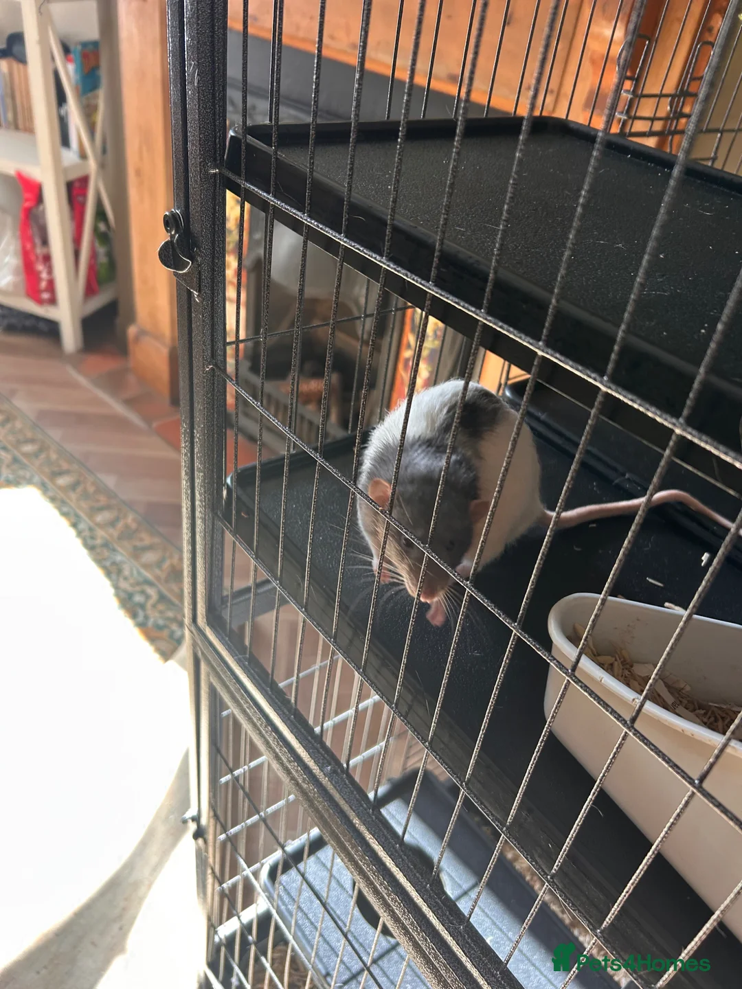 Rat rodents for sale: 3 male rats  in Daventry - Advert 2