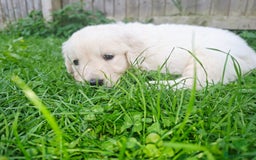 Golden Retriever dogs for sale: Cream Golden Retriever Puppies –Family Raised  - Image 13