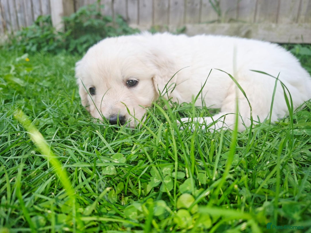 Golden Retriever dogs for sale: Cream Golden Retriever Puppies –Family Raised  - Image 13