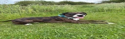 Staffordshire Bull Terrier dogs for stud: Beautiful stud  - Advert 1